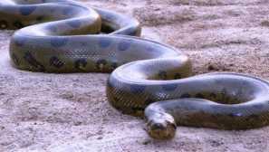 Anaconda: како филмовите станаа скромна змија во грмотевица од сите што живеат на планетата